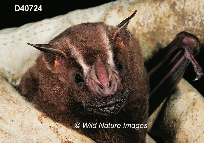 Artibeus lituratus, Great Fruit-eating Bat